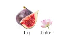 Fig & Lotus Flower